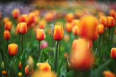 flower_007