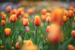 flower_008