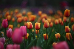 flower_015