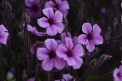 flower_023