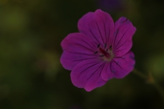 flower_040