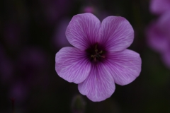 flower_048