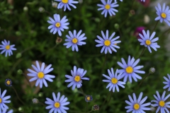flower_049