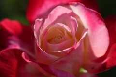 flower_056
