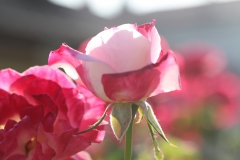 flower_057
