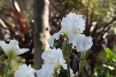 flower_065
