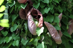flower_079