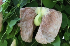 flower_089
