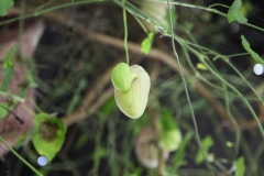 flower_090