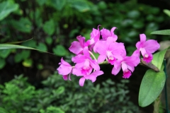 flower_097