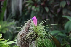 flower_104