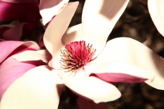 flower_132