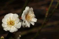 flower_138