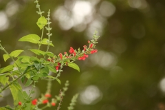 flower_153