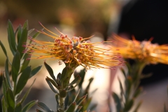 flower_162