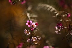 flower_193
