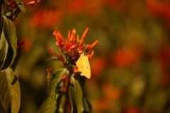 flower_194