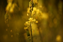 flower_196