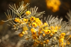 flower_198