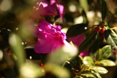 flower_199