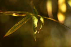 flower_200