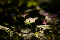 flower_201