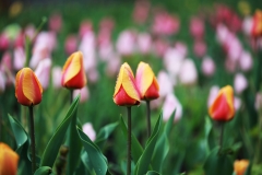 flower_208