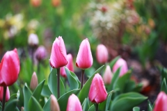 flower_209