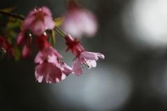 flower_216