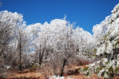 nature_01