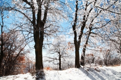nature_02