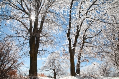 nature_03