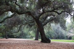nature_10