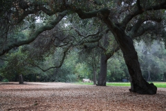 nature_11