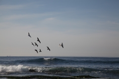 nature_27