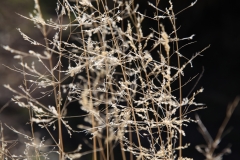 nature_35