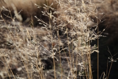 nature_40