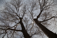 nature_42