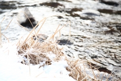 nature_58