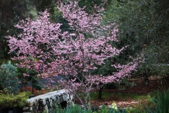 nature_71