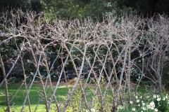 nature_74
