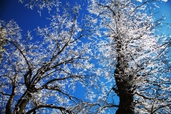 nature_76