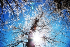 nature_77