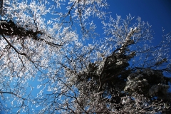 nature_78