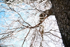 nature_80