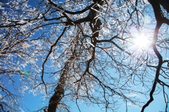 nature_82