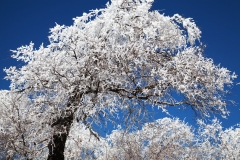 nature_88