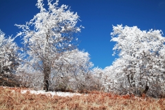 nature_89