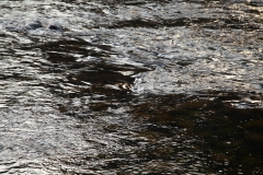 things_28