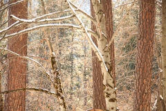 things_34